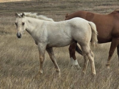 Bluestem Chicago JW<BR>AQHA PENDING